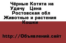 Чёрные Котята на Удачу › Цена ­ 10 - Ростовская обл. Животные и растения » Кошки   